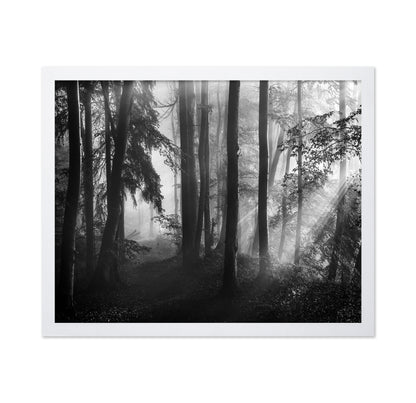 Forest Light Rays No2