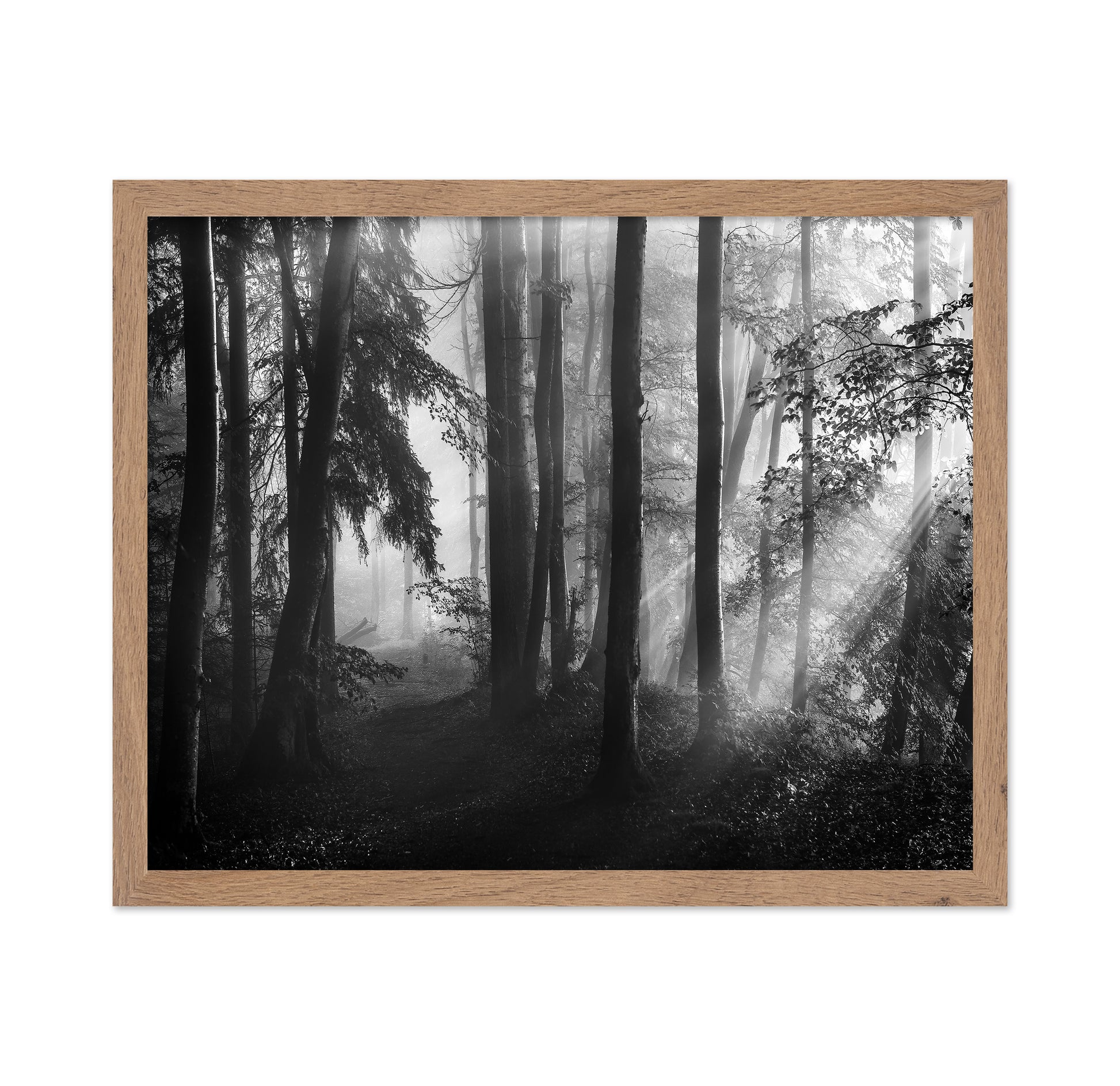 Forest Light Rays No2