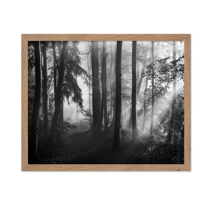 Forest Light Rays No2