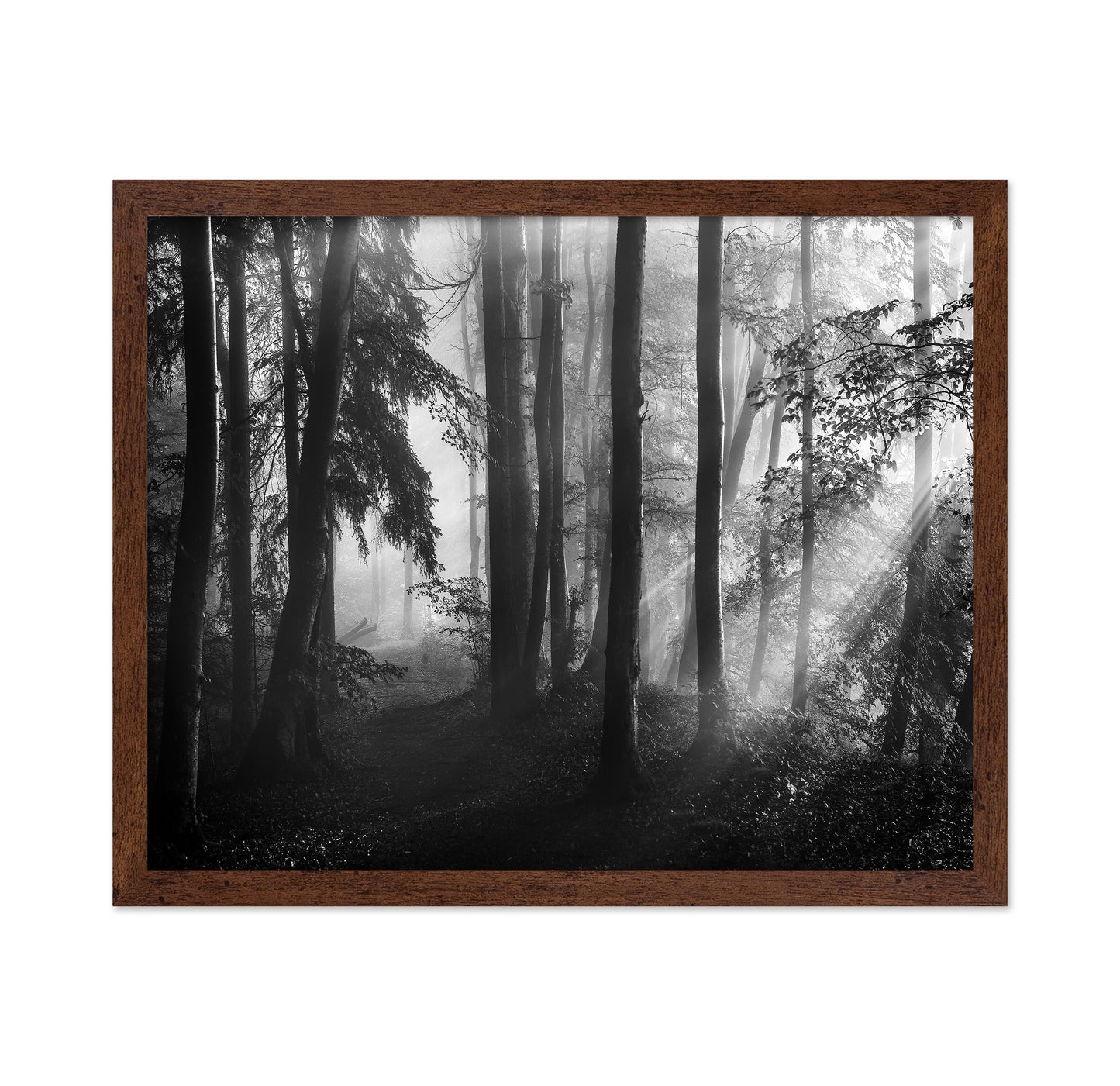 Forest Light Rays No2
