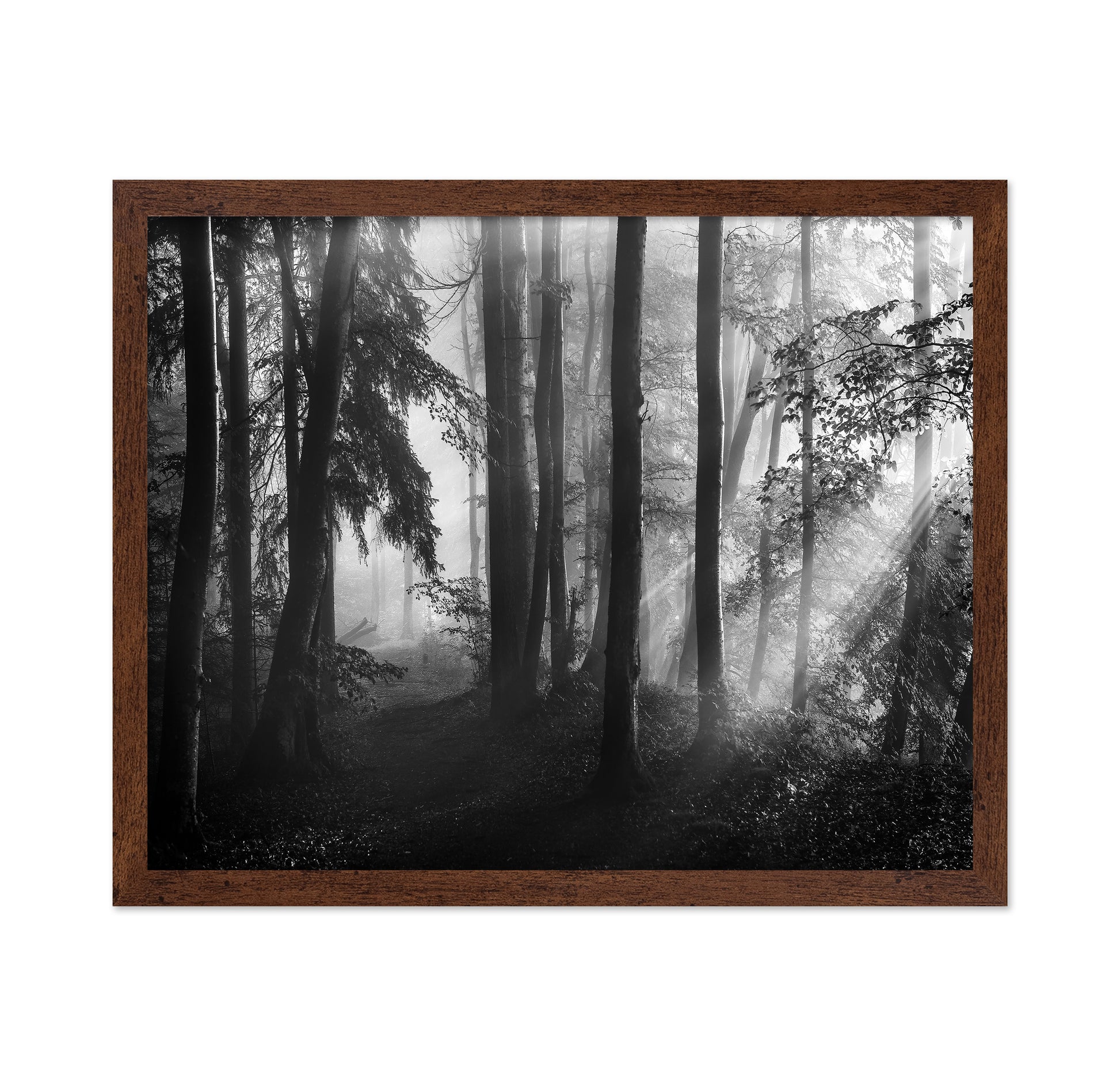 Forest Light Rays No2