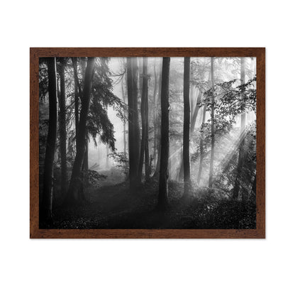 Forest Light Rays No2