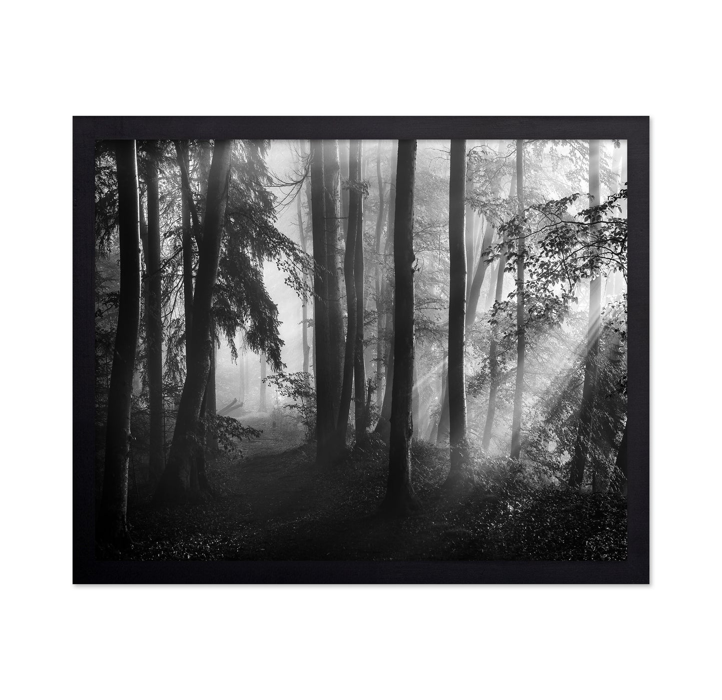 Forest Light Rays No2
