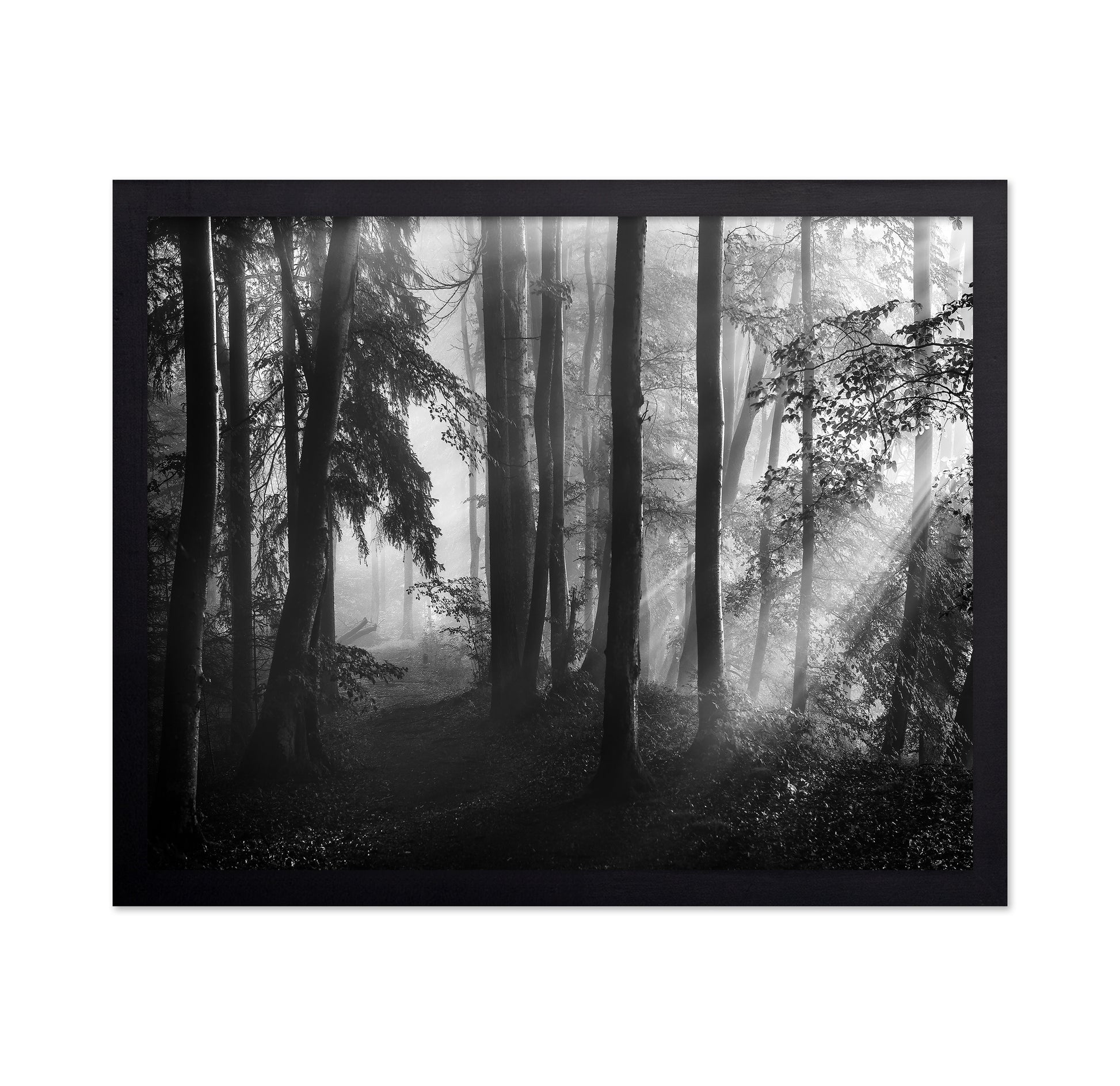Forest Light Rays No2