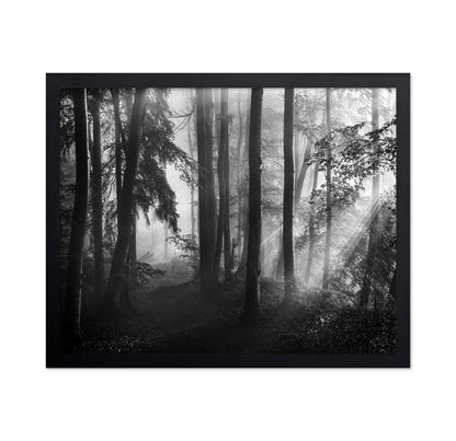 Forest Light Rays No2