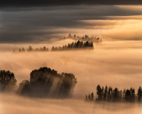 Golden Fog Hills