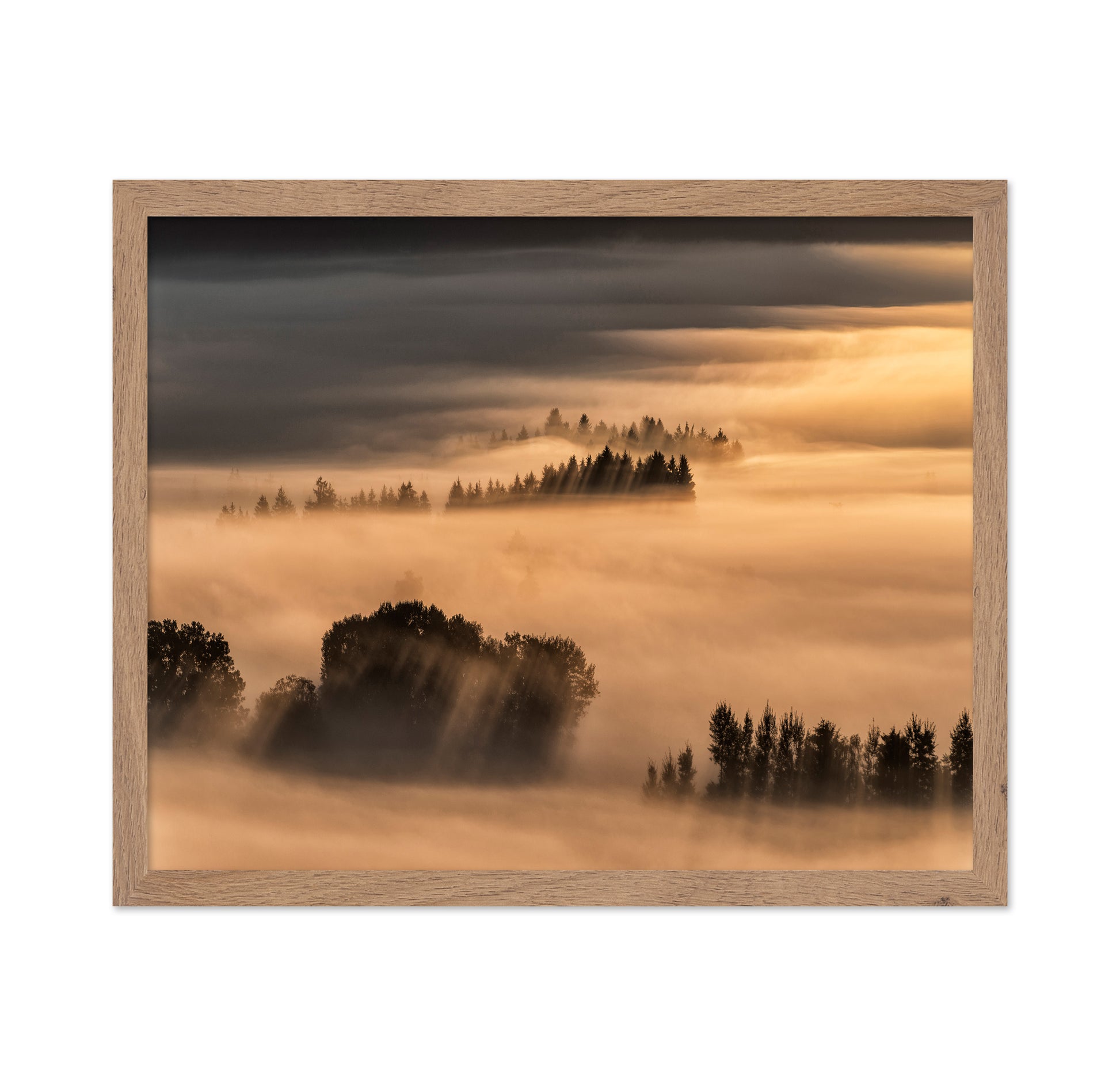 Golden Fog Hills