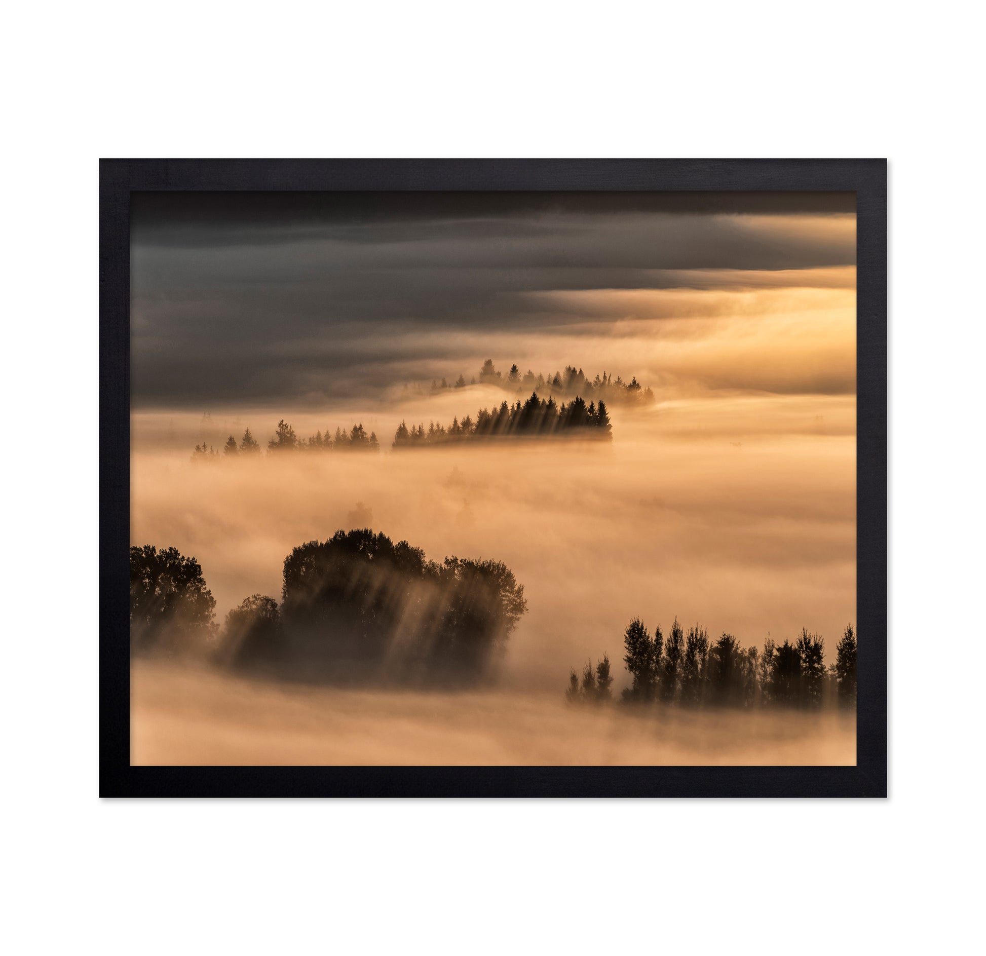 Golden Fog Hills