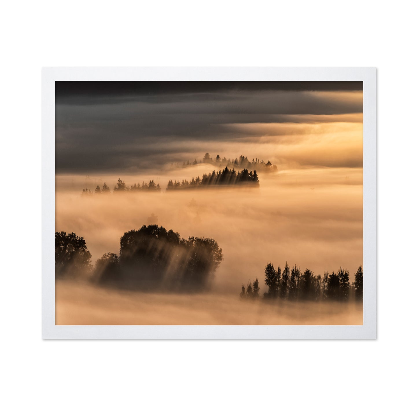Golden Fog Hills