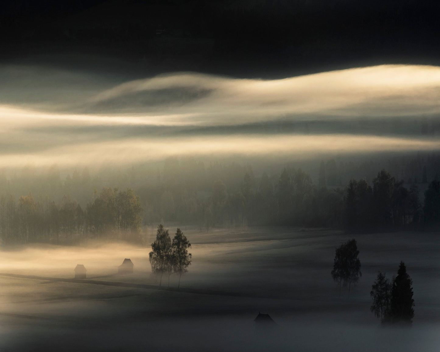 Golden Mist Fields