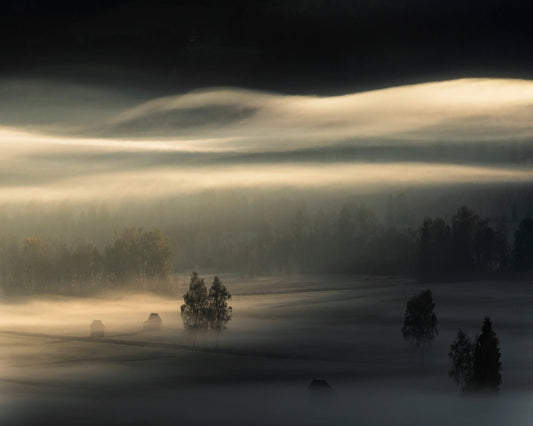 Golden Mist Fields
