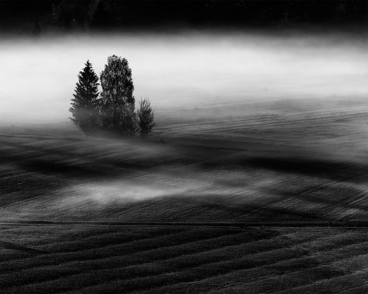 Foggy Fields Morning