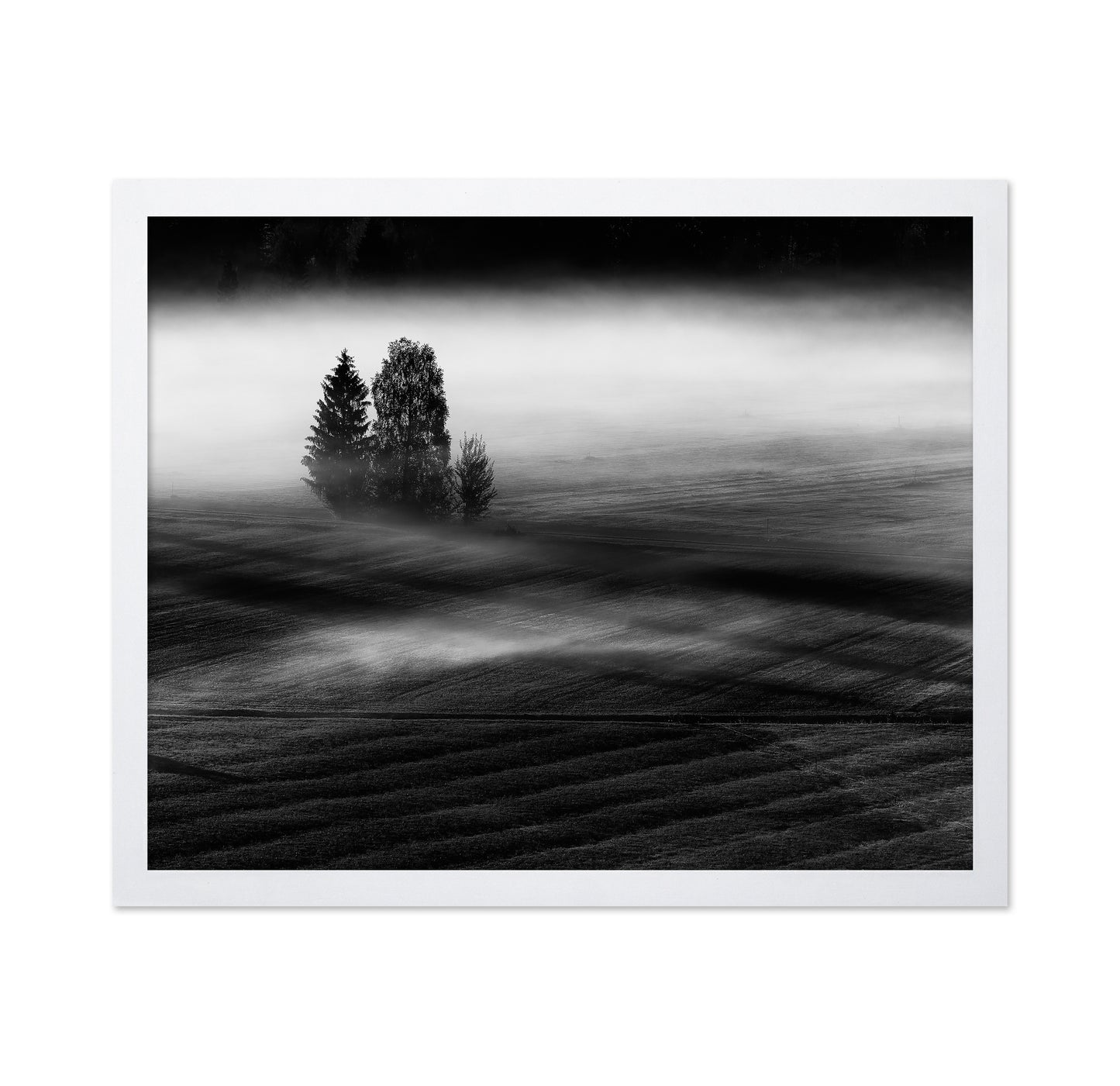 Foggy Fields Morning