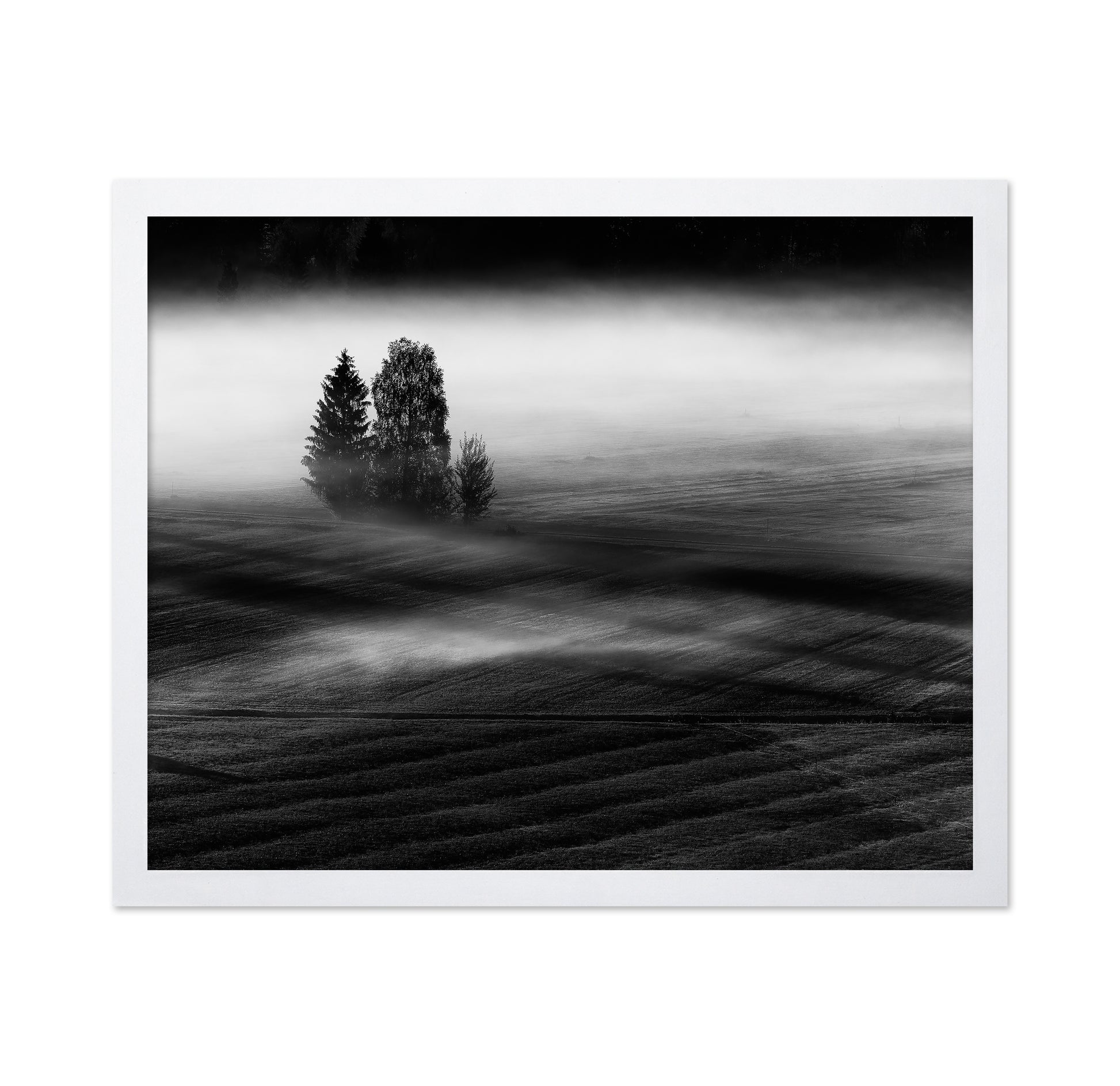 Foggy Fields Morning