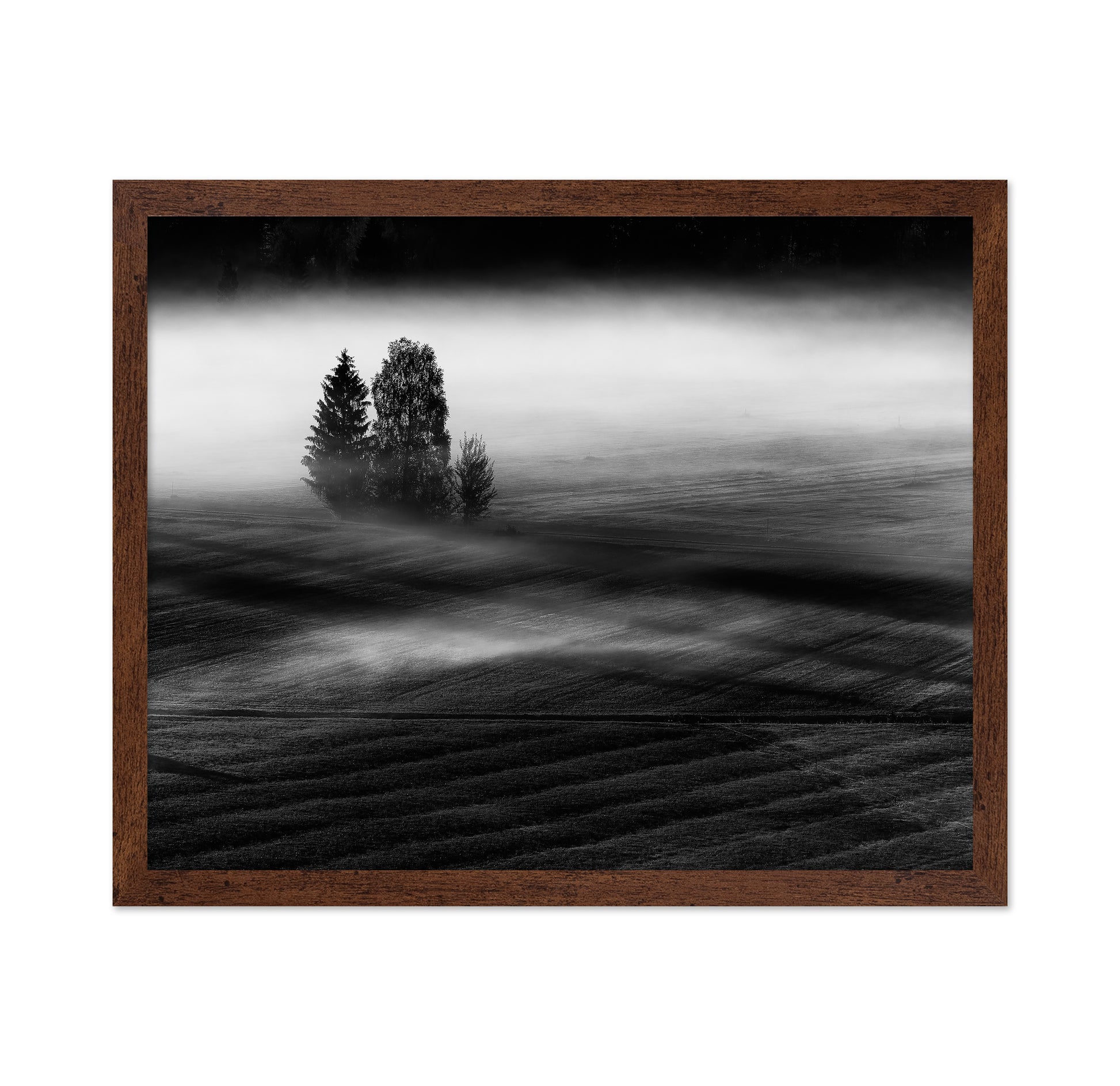 Foggy Fields Morning