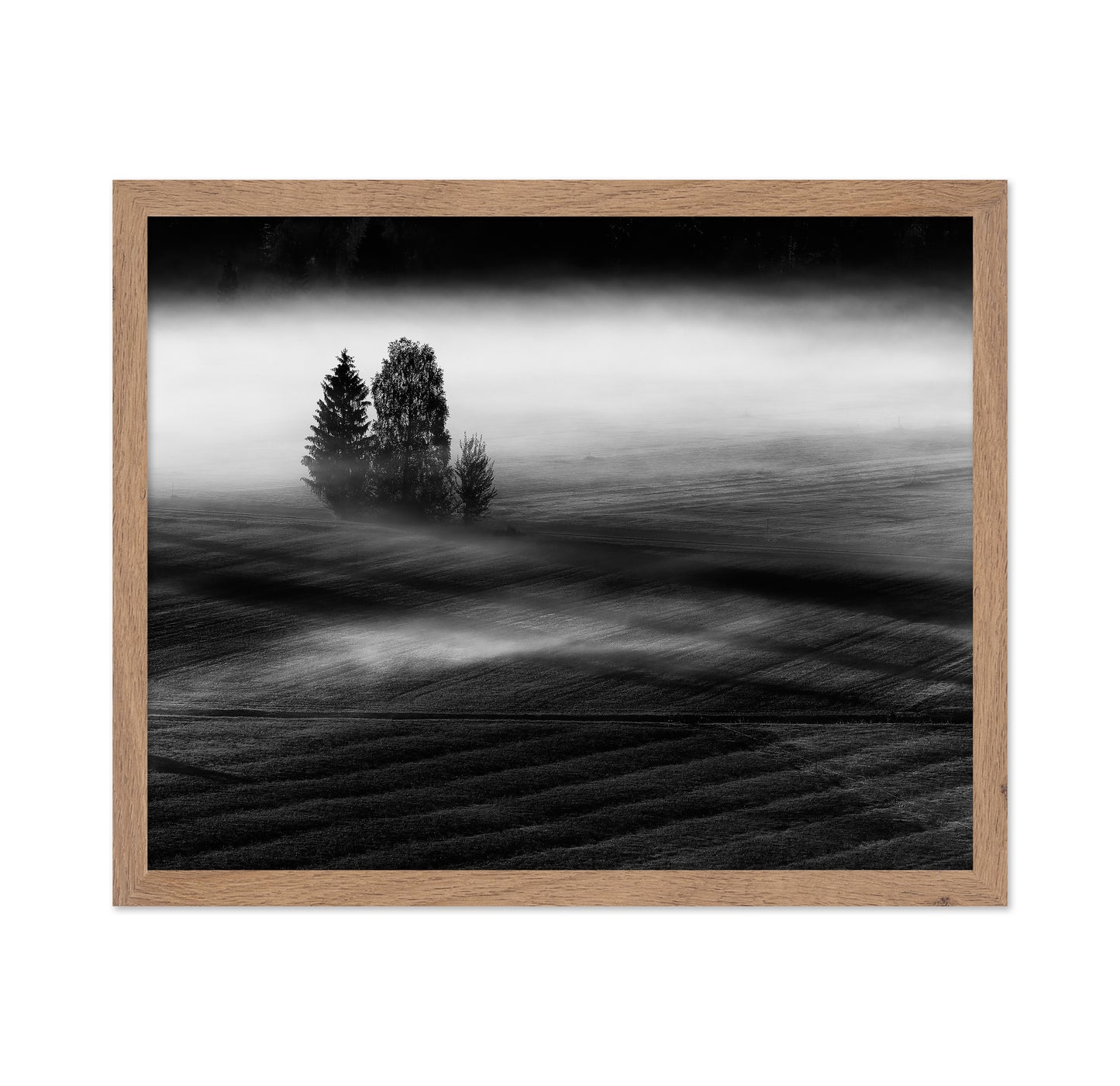 Foggy Fields Morning