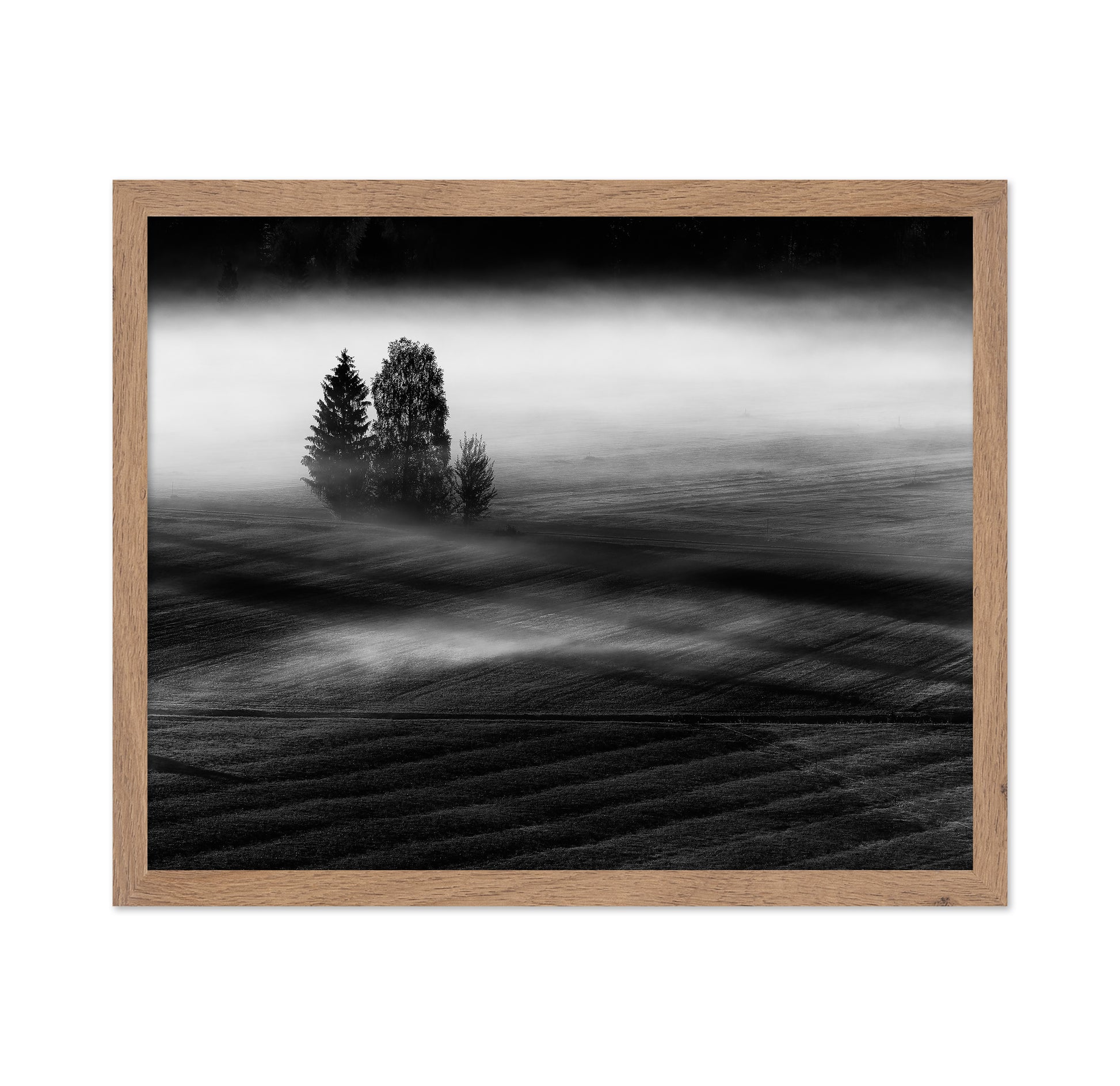 Foggy Fields Morning