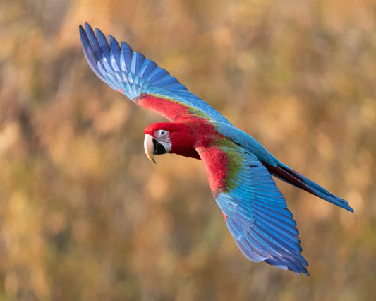 Flying Scarlet Macaw