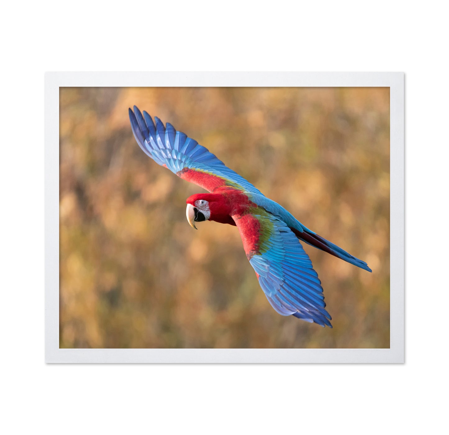Flying Scarlet Macaw