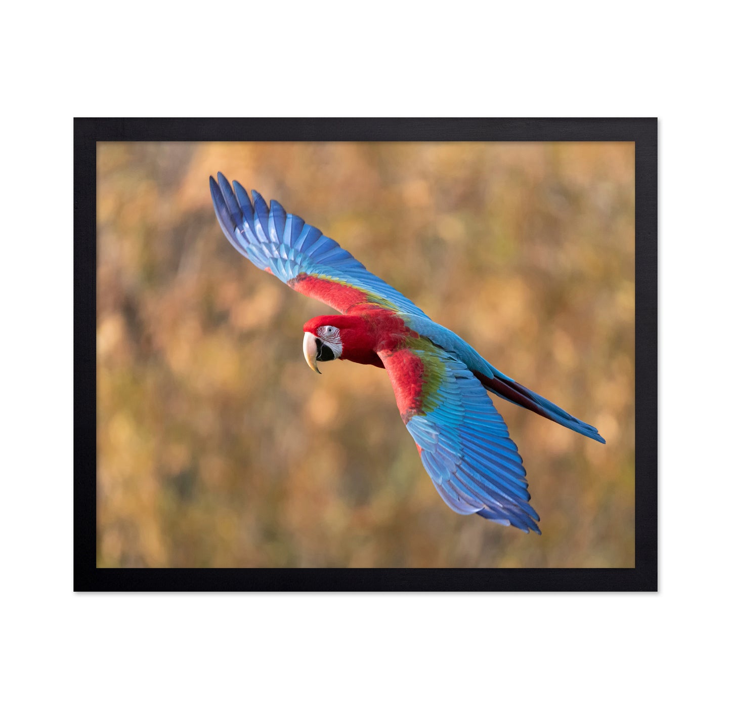 Flying Scarlet Macaw