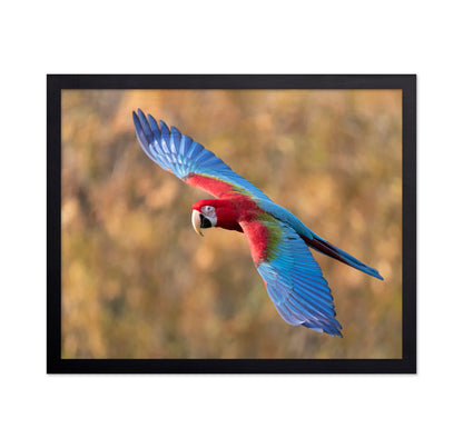 Flying Scarlet Macaw
