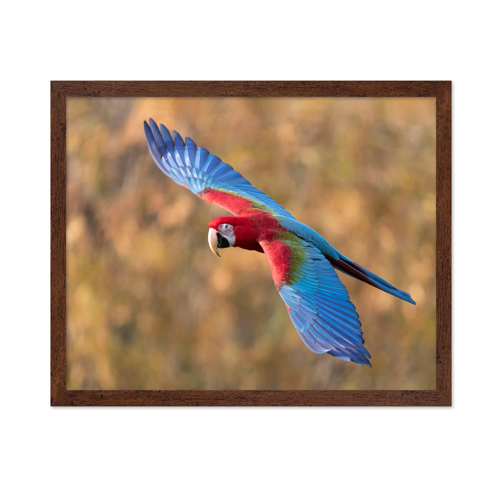 Flying Scarlet Macaw