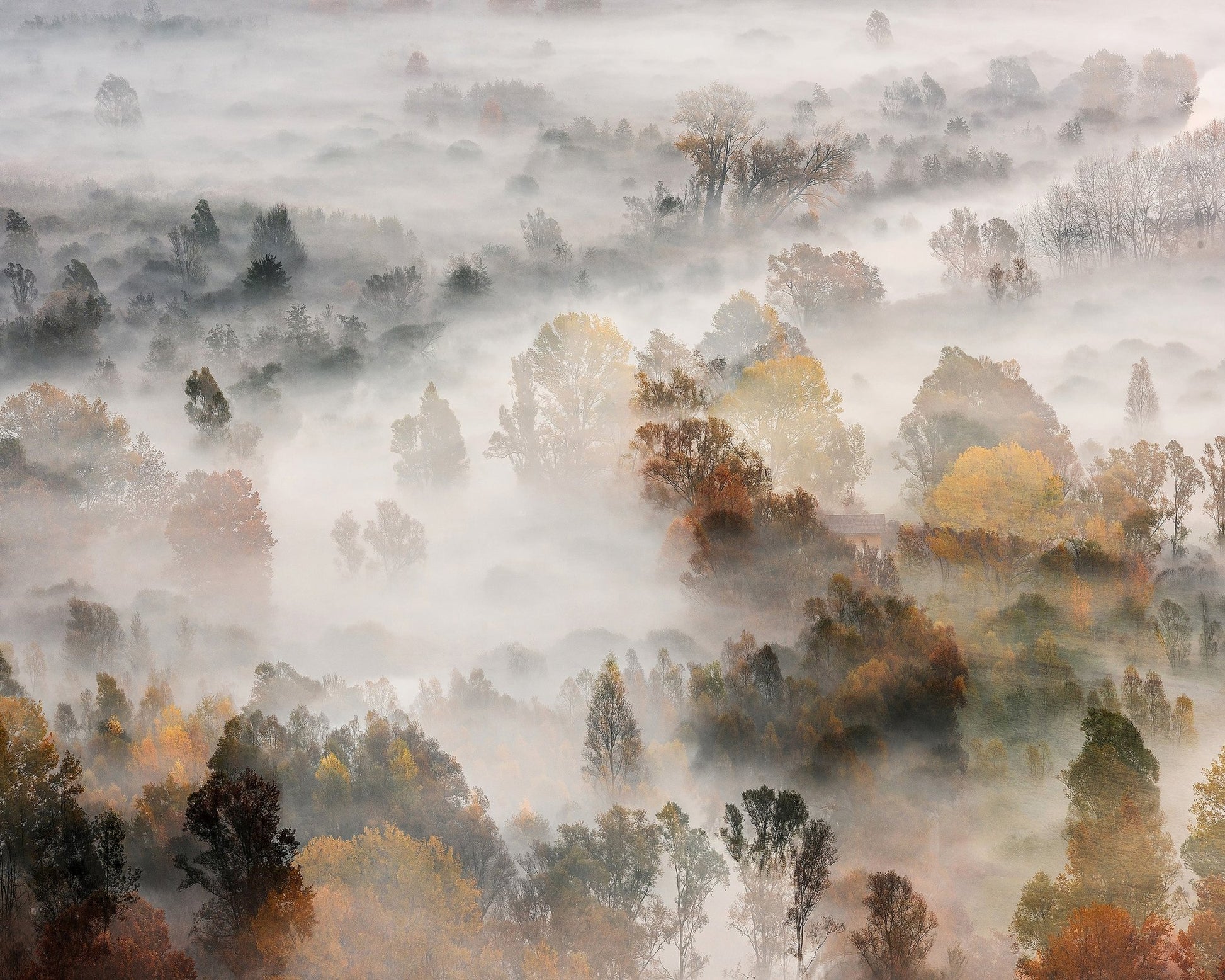 Autumn Mist Forest
