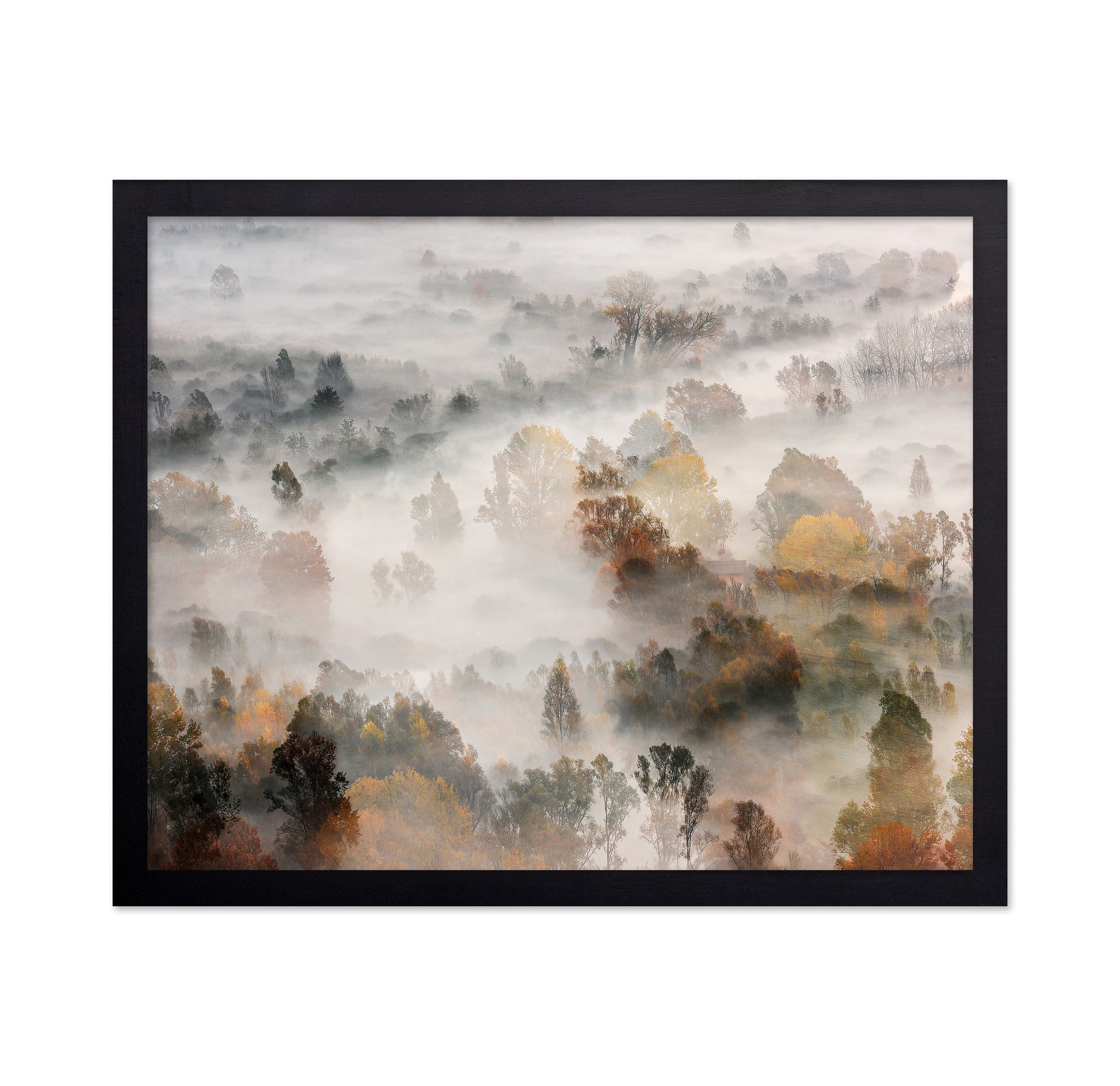 Autumn Mist Forest