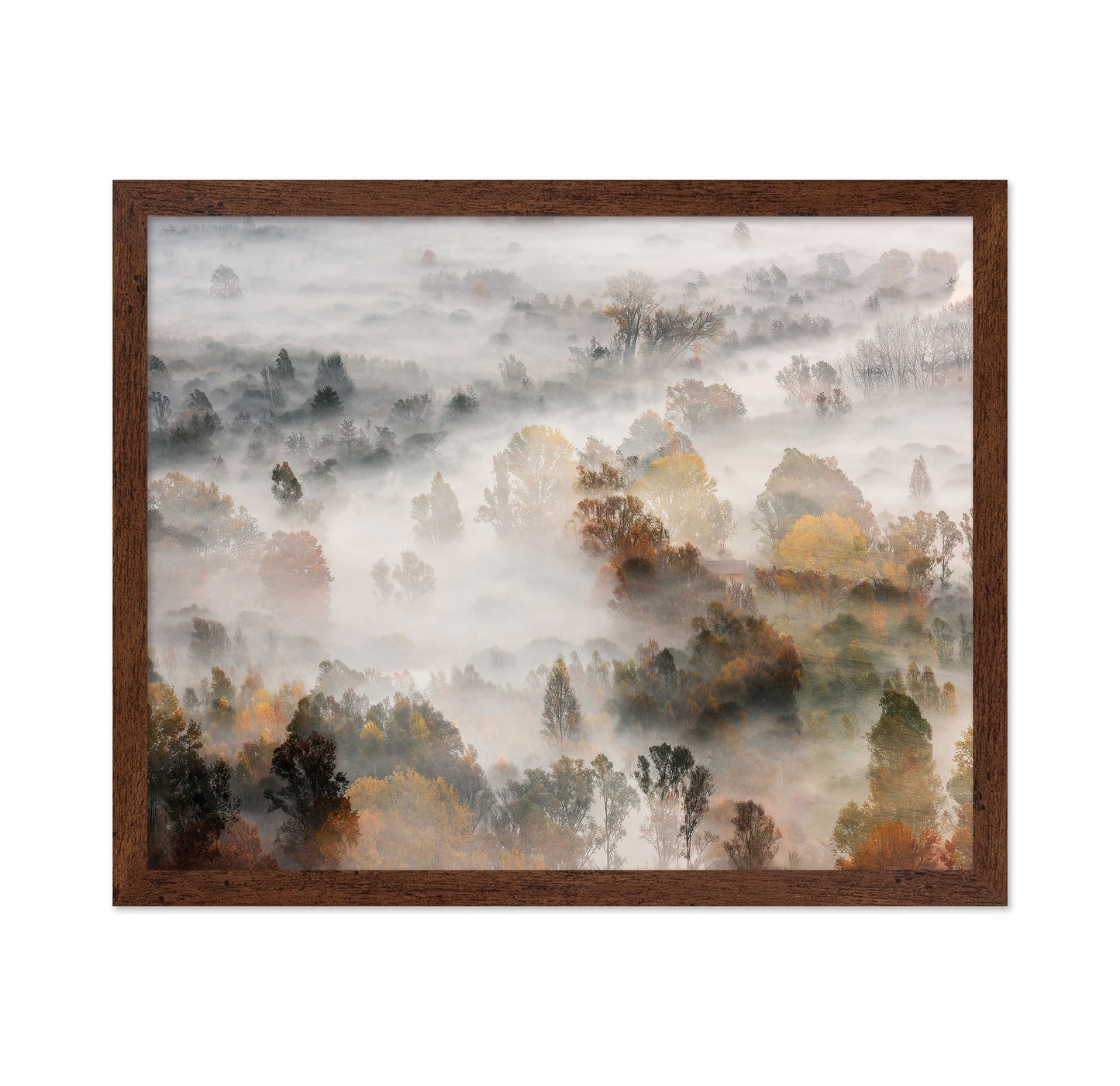 Autumn Mist Forest