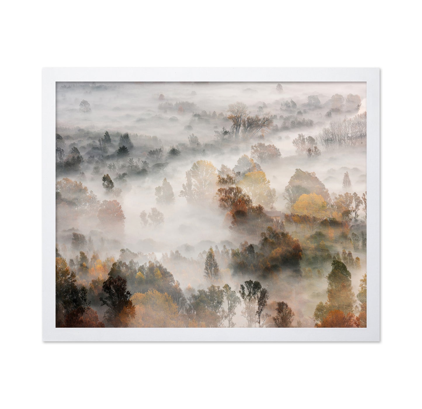 Autumn Mist Forest