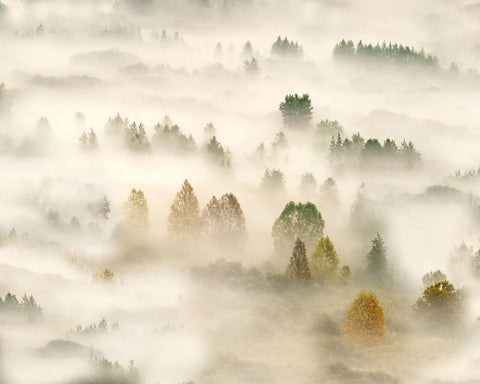 Misty Autumn Forest No1