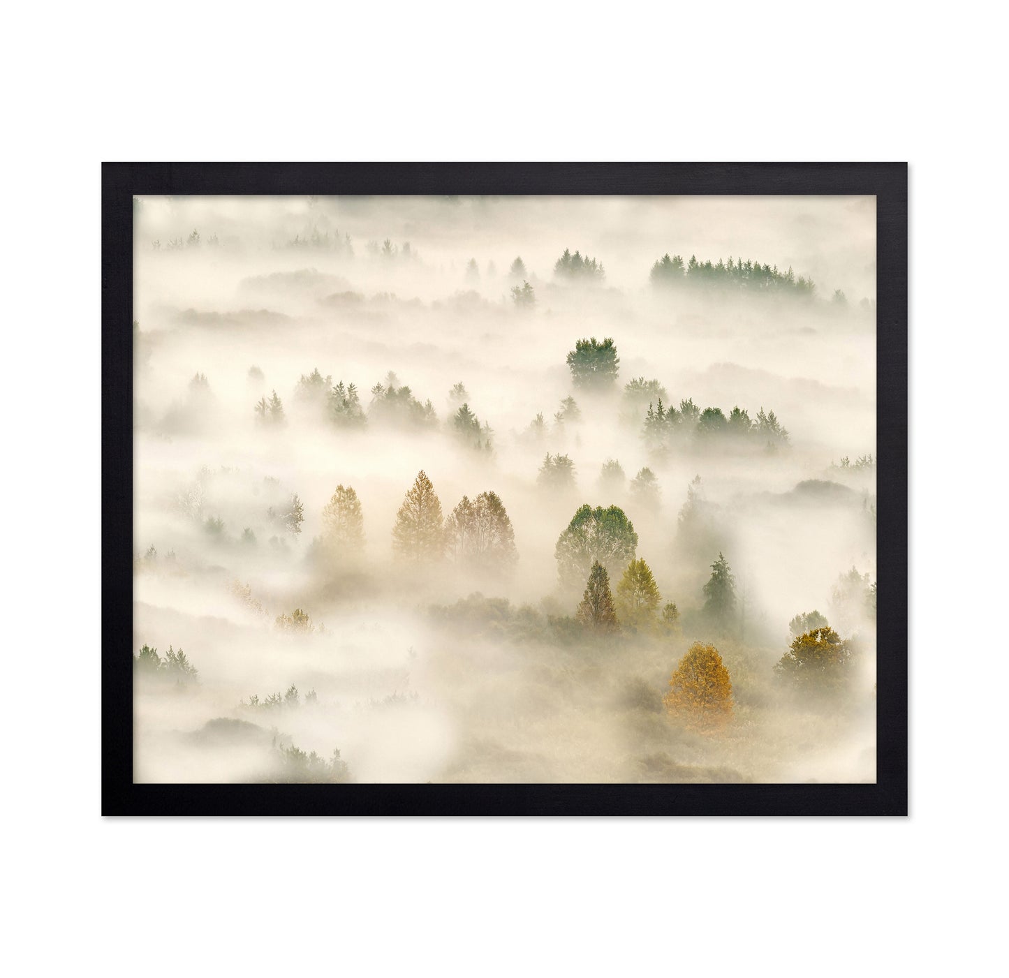 Misty Autumn Forest No1