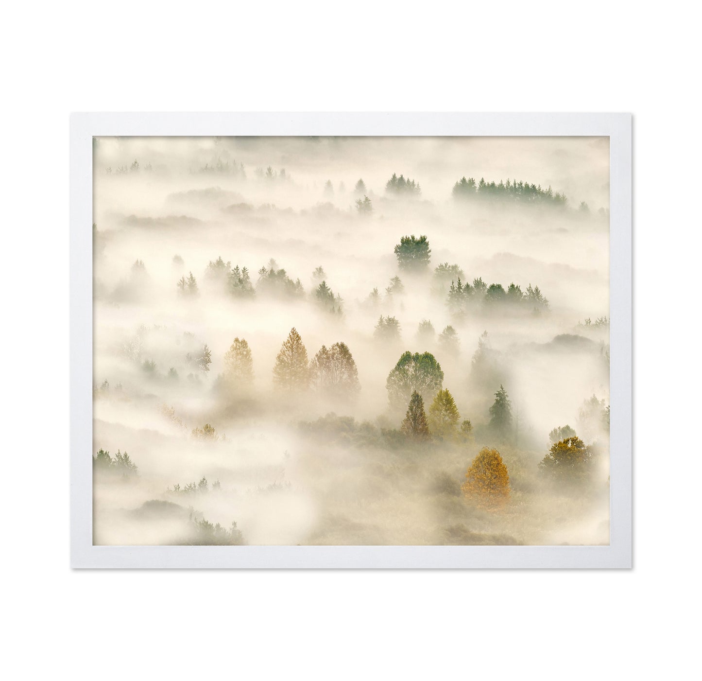 Misty Autumn Forest No1