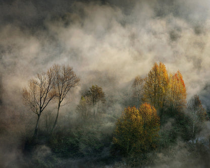 Autumn Trees in Mist