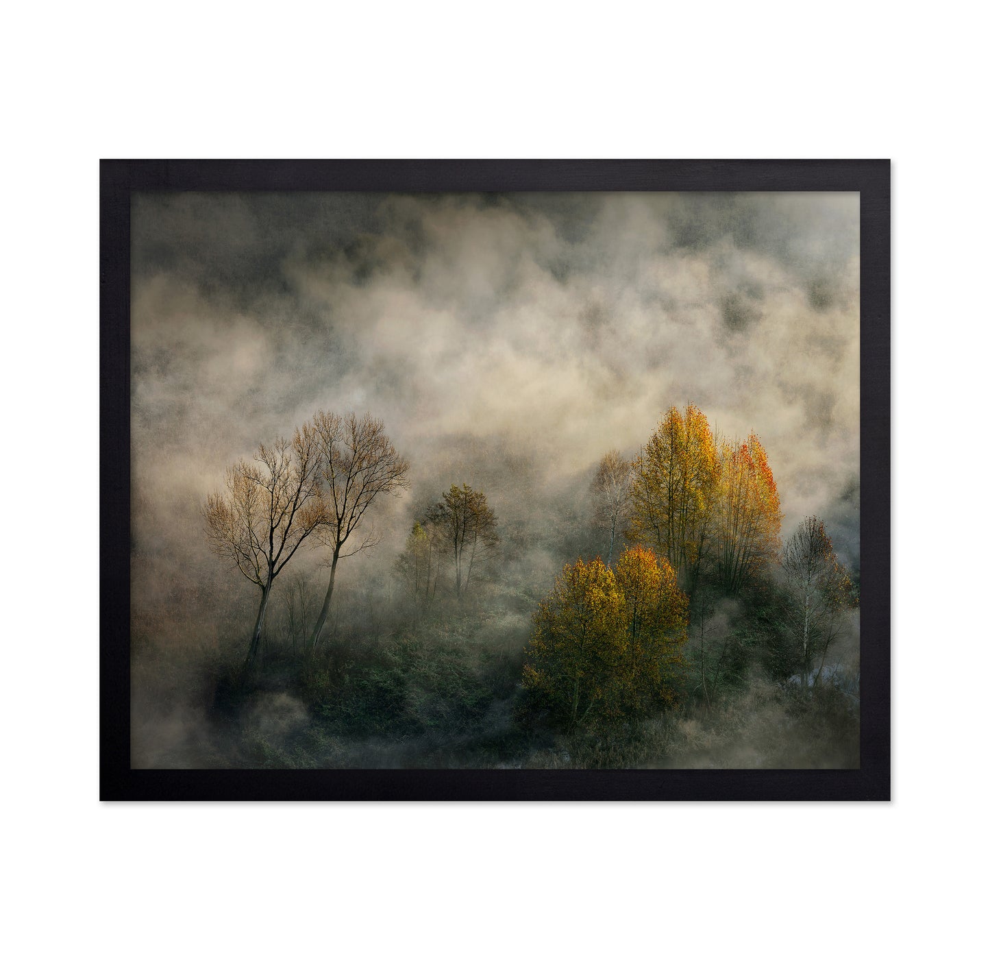 Autumn Trees in Mist
