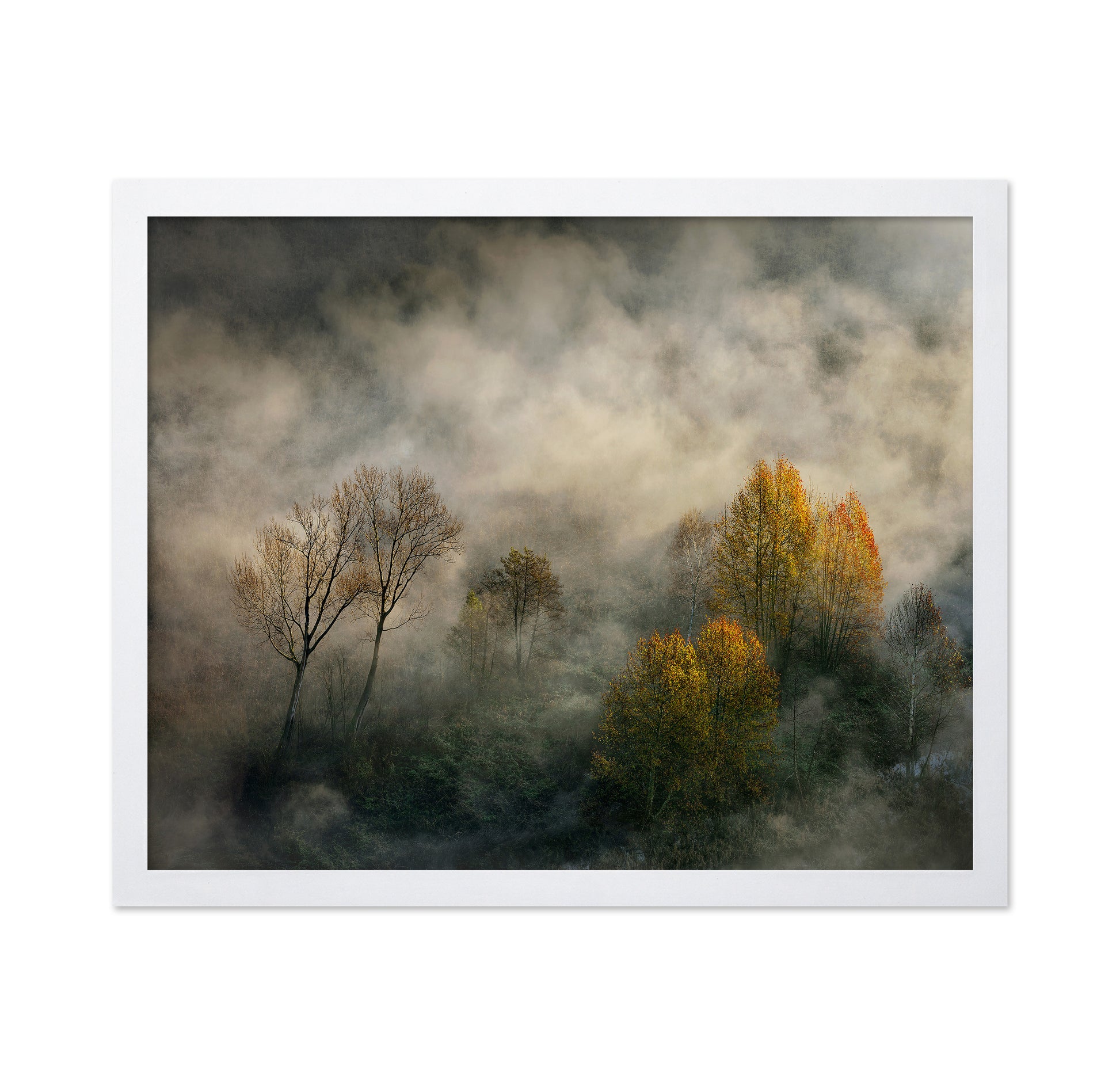 Autumn Trees in Mist