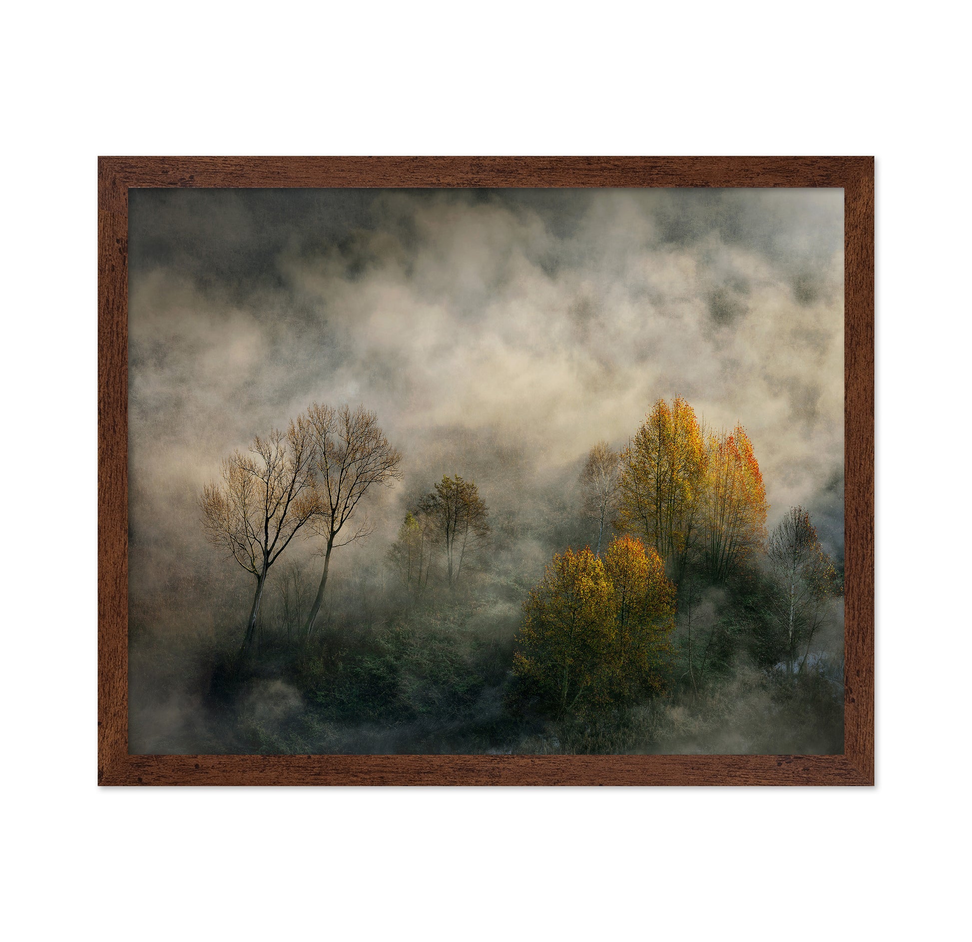 Autumn Trees in Mist