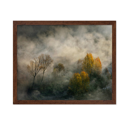 Autumn Trees in Mist