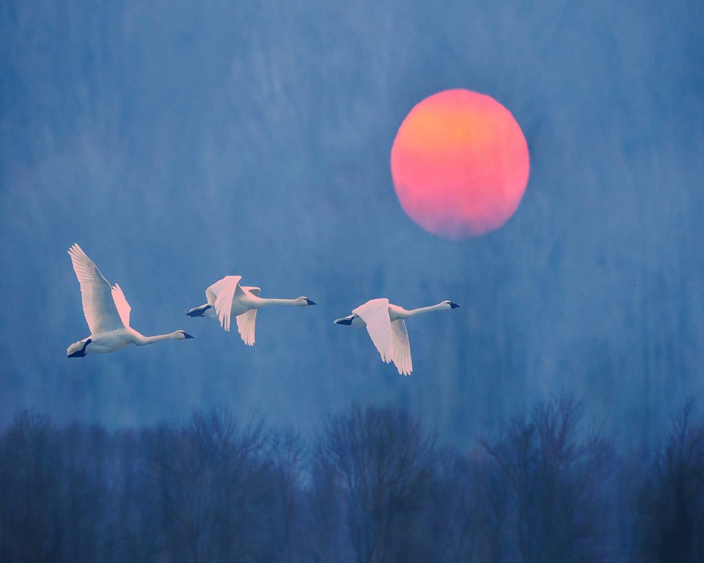Swans at Sunrise