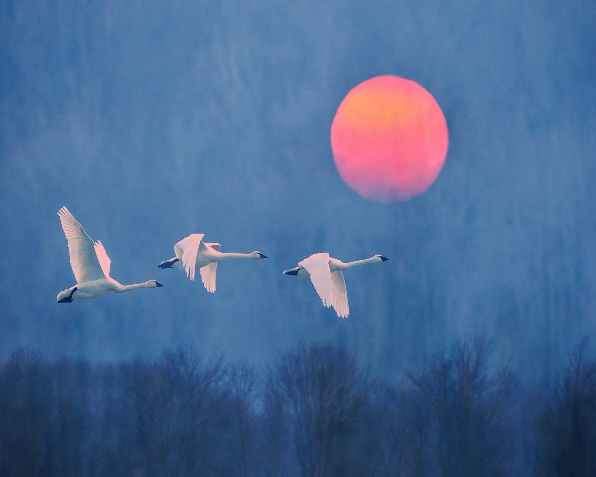 Swans at Sunrise