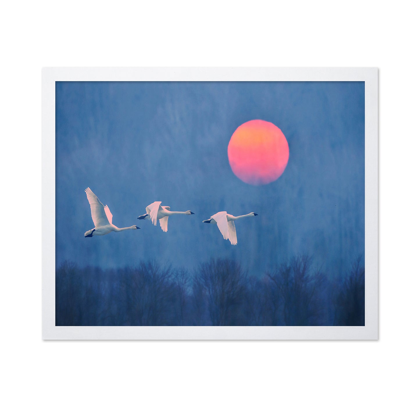 Swans at Sunrise