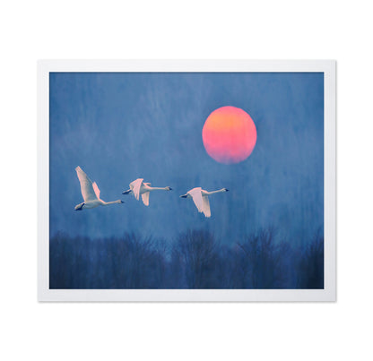 Swans at Sunrise