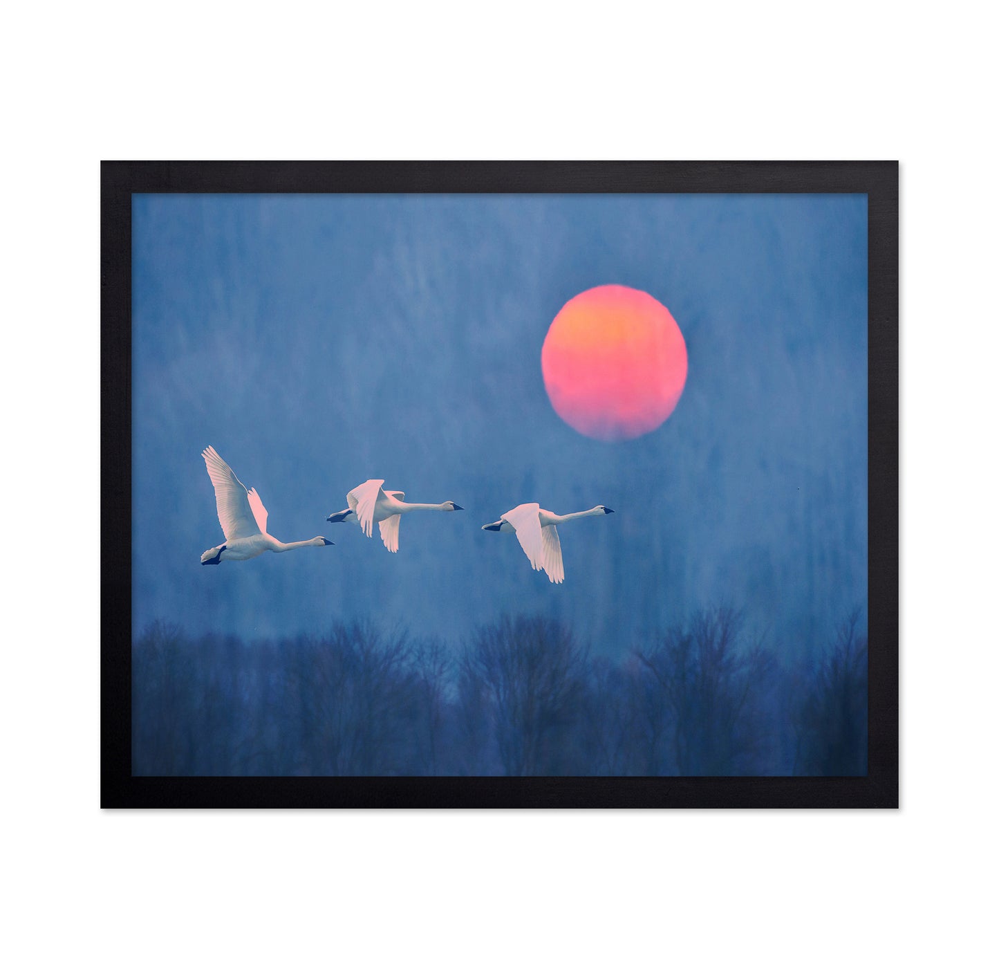 Swans at Sunrise
