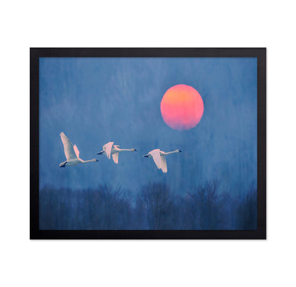 Swans at Sunrise