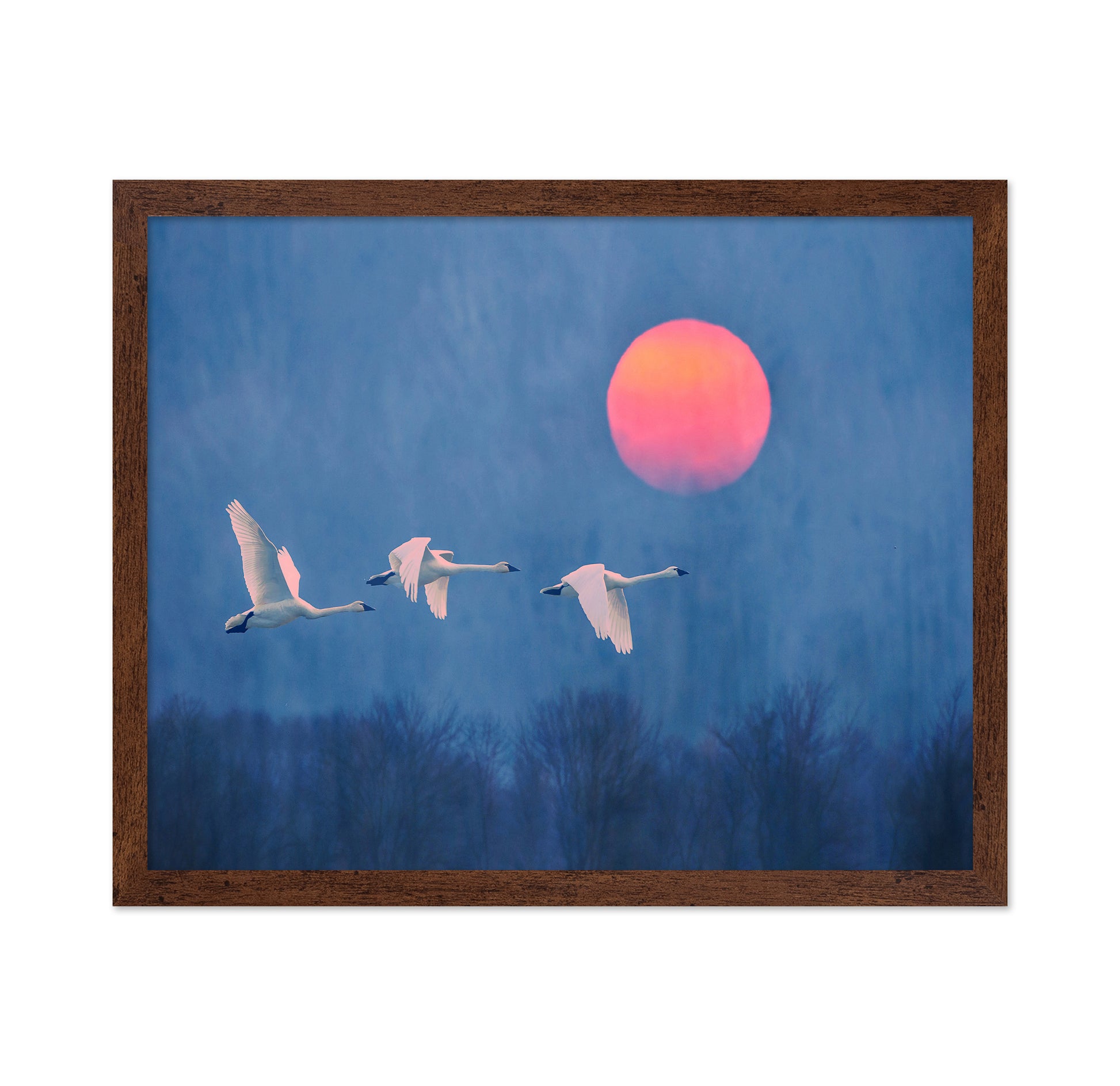 Swans at Sunrise
