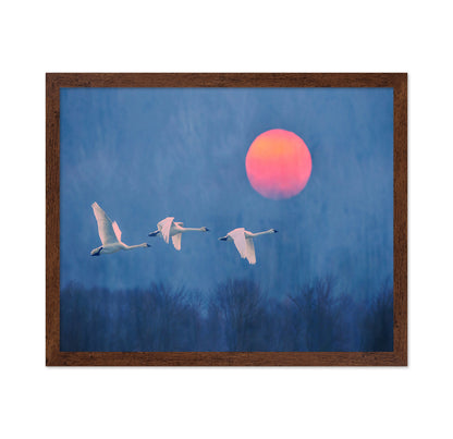 Swans at Sunrise