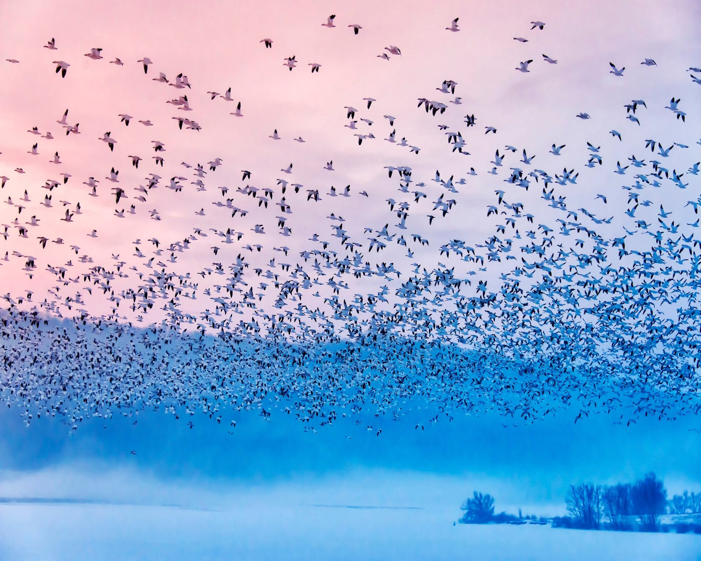 Flock in Morning Mist