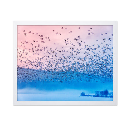 Flock in Morning Mist