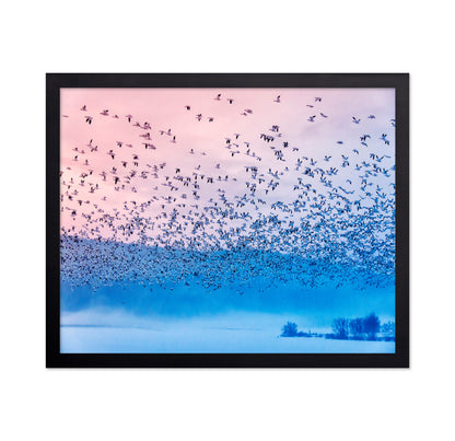 Flock in Morning Mist