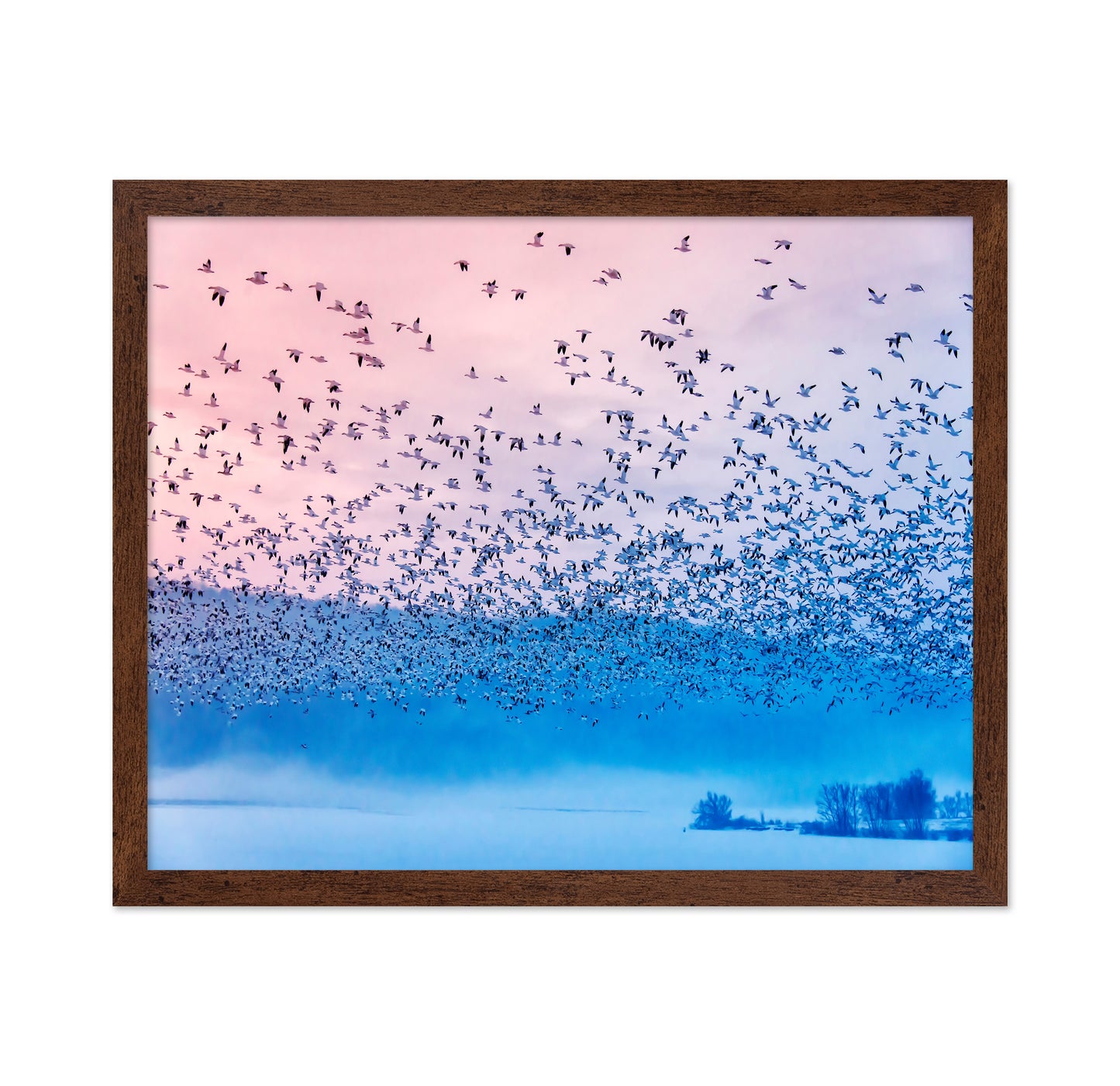 Flock in Morning Mist
